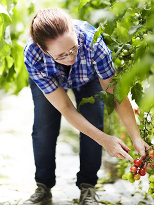 Curious Croppers