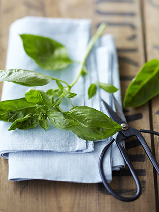 Basil Pesto