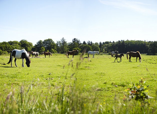 Læsø