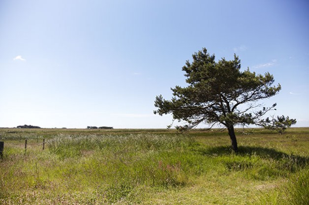 Læsø Saltsyderi