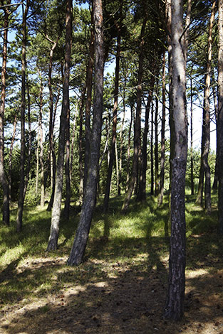 Læsø Saltsyderi