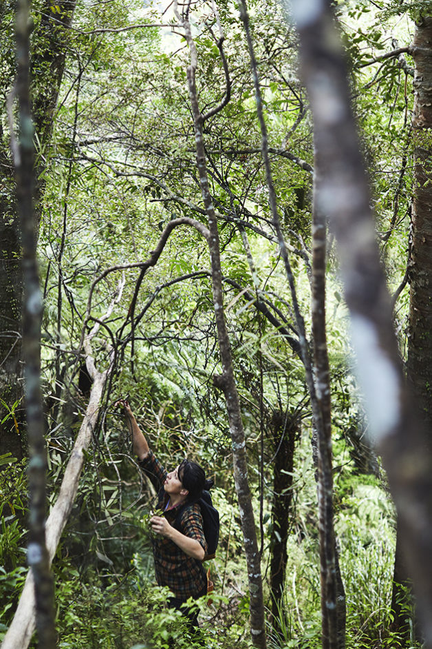 Hiakai pop up dinner by Monique Fiso, Monique foraging for Matipo in the Waitakeres.