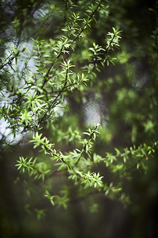 Foraging for native herbs for the Hangi. Hiakai pop up dinner by Monique Fiso in Waimauku, Winter 2017. Monique Fiso/ Hiakai Book published by Penguin Random House 2019. Photography by Manja Wachsmuth