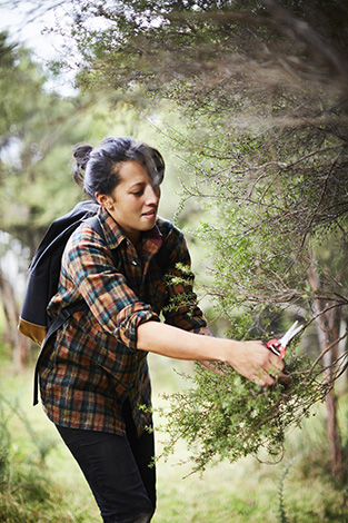 Hiakai pop up dinner by Monique Fiso, Monique foraging for Manuka in the Waitakeres.